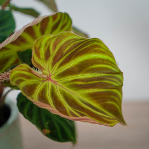 philodendron-verrucosum (2) philodendron-verrucosum