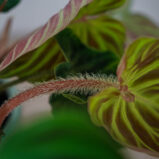 philodendron-verrucosum