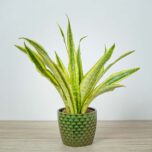 sansevieria-aubrytiana-yellow-variegated