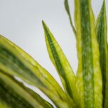 sansevieria-aubrytiana-yellow-variegated
