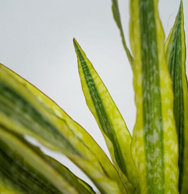 sansevieria-aubrytiana-yellow-variegated (2) sansevieria-aubrytiana-yellow-variegated