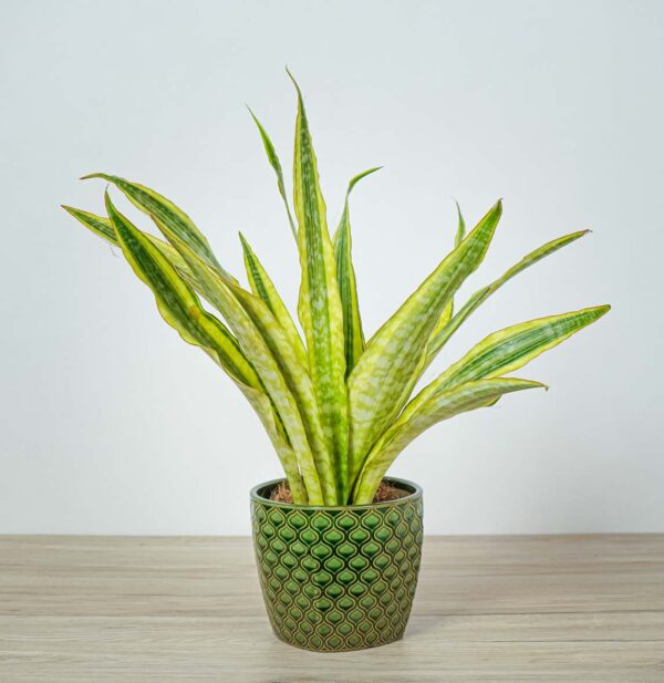 sansevieria-aubrytiana-yellow-variegated