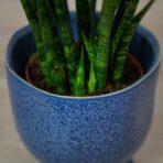 sansevieria-fernwood