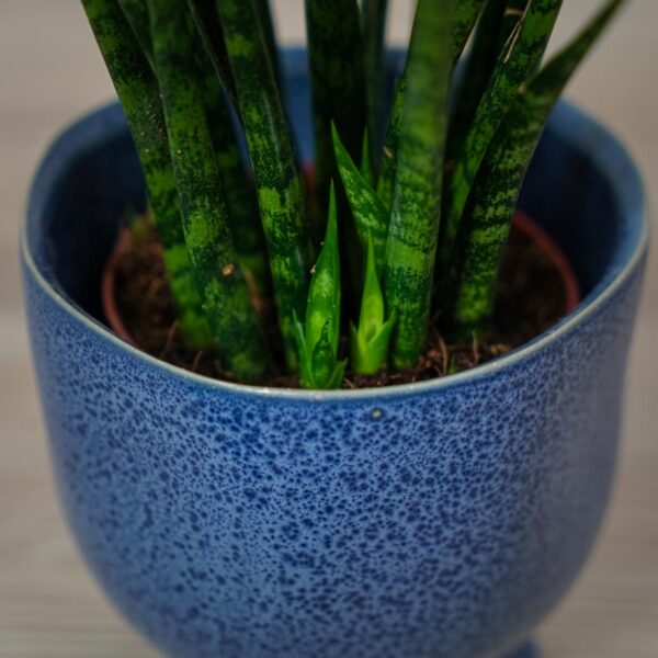 sansevieria-fernwood (2) sansevieria-fernwood
