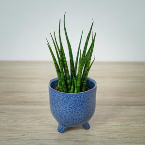sansevieria-fernwood
