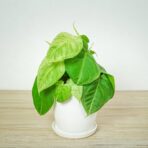 syngonium-frosted-heart