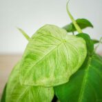 syngonium-frosted-heart