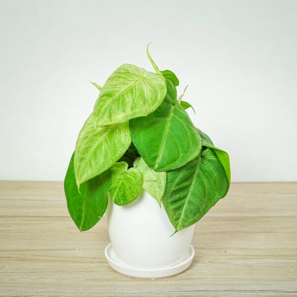 syngonium-frosted-heart