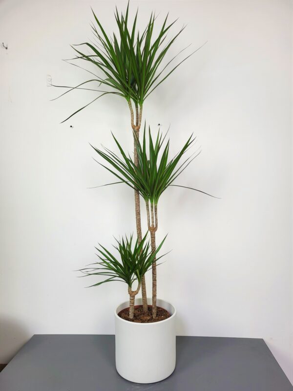 dracaena-marginata-dracena-gigant