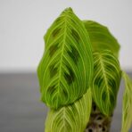 maranta-light-veins-sadzonka