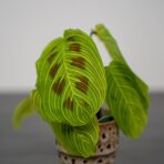 maranta-light-veins-sadzonka