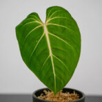 philodendron-gloriosum-verde-sadzonka