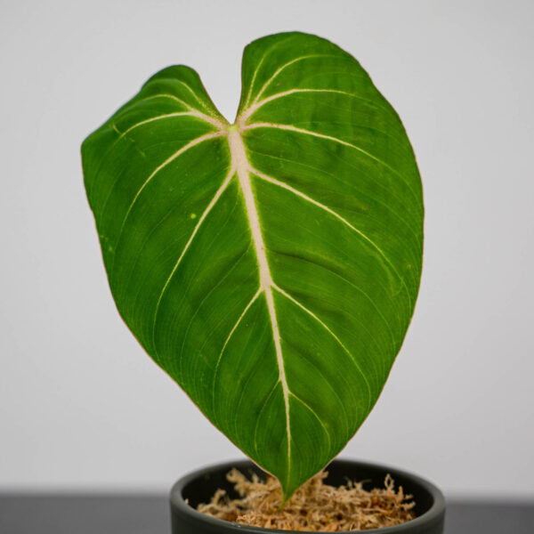 philodendron-gloriosum-verde-sadzonka philodendron-gloriosum-verde-sadzonka