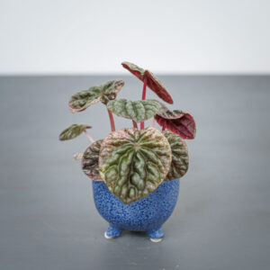 peperomia-caperata-abricos-baby