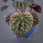 peperomia-caperata-abricos-baby