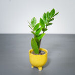 zamioculcas-zamiifolia-baby-zamiokulkas