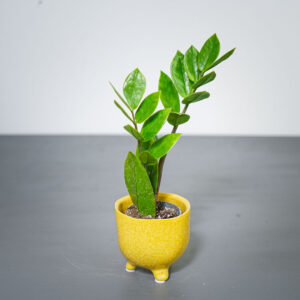 zamioculcas-zamiifolia-baby-zamiokulkas