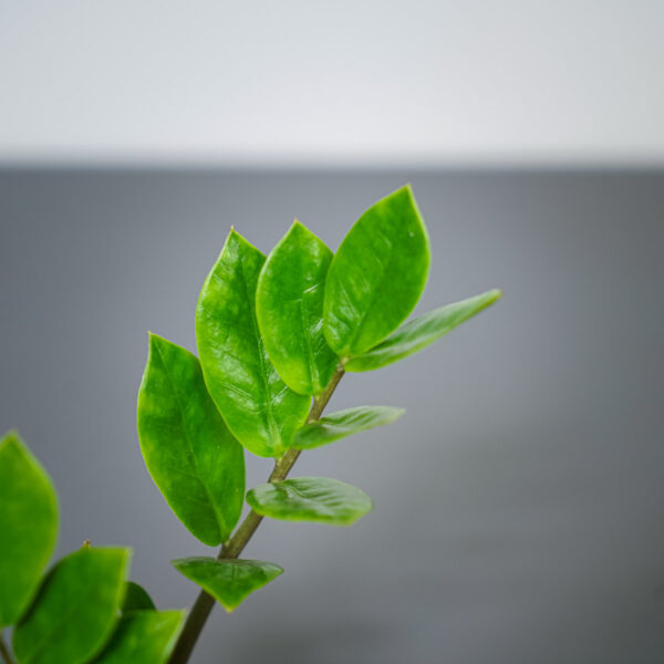 zamioculcas-zamiifolia-baby-zamiokulkas zamioculcas-zamiifolia-baby-zamiokulkas