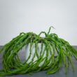 rhipsalis-paradoxa