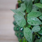 hoya-krohniana-eskimo