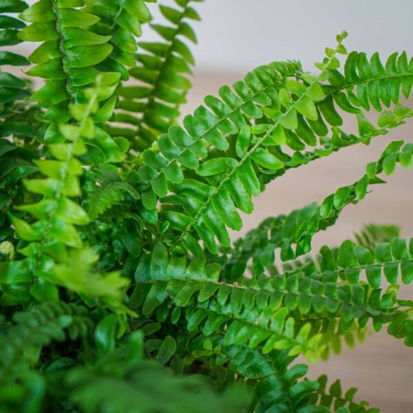 paproc-nephrolepis paproc-nephrolepis