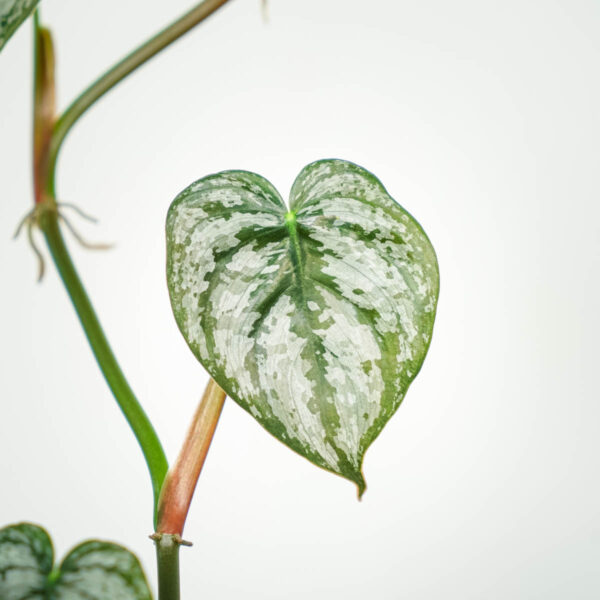 philodendron-brandtianum-sadzonka philodendron-brandtianum-sadzonka