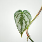 philodendron-brandtianum-sadzonka