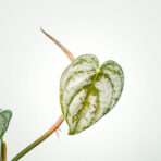 philodendron-brandtianum-sadzonka
