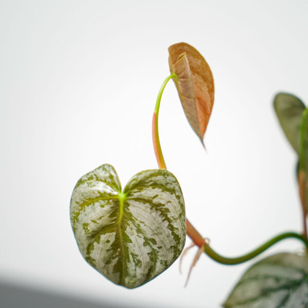 philodendron-brandtianum-sadzonka philodendron-brandtianum-sadzonka