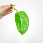 monstera-pinnatipartita-sadzonka