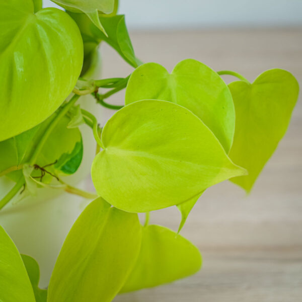 philodendron-scandens-lemon-lime philodendron-scandens-lemon-lime