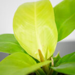 philodendron-moonlight