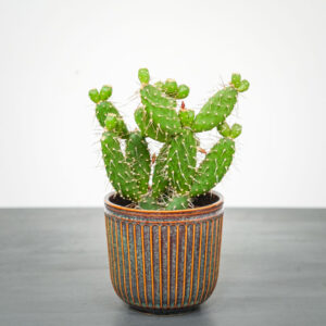 opuncja-quitensis-opuntia