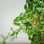 eszynantus-twister-aeschynanthus