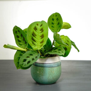 Maranta leuconeura kerchoveana