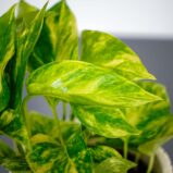 epipremnum-hicolor-golden-queen