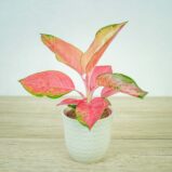 aglaonema-pink-star