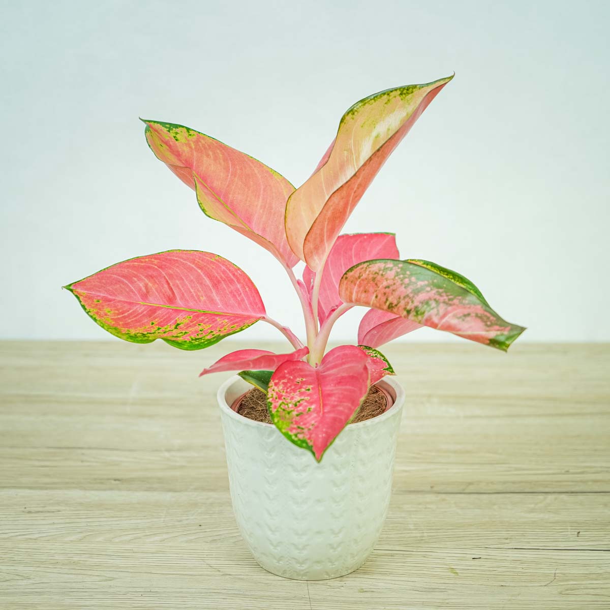 Różowe rośliny doniczkowe Aglaonema pink star