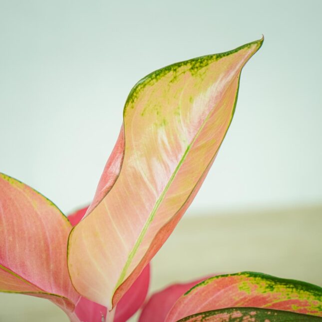 aglaonema-pink-star aglaonema-pink-star