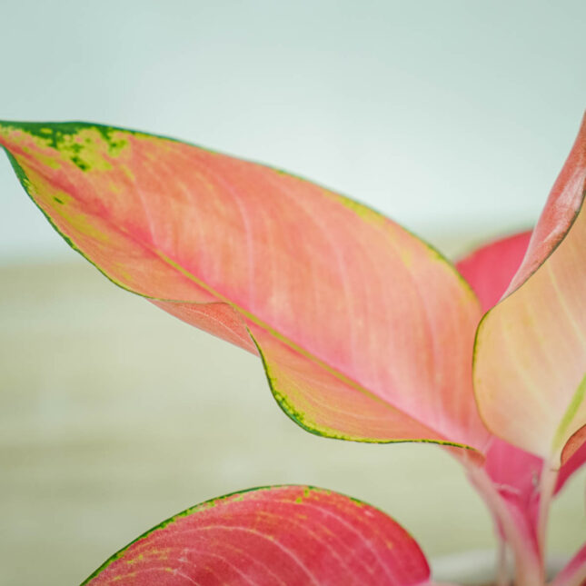 aglaonema-pink-star Aglaonema pink star - kwiat doniczkowy o różowych liściach