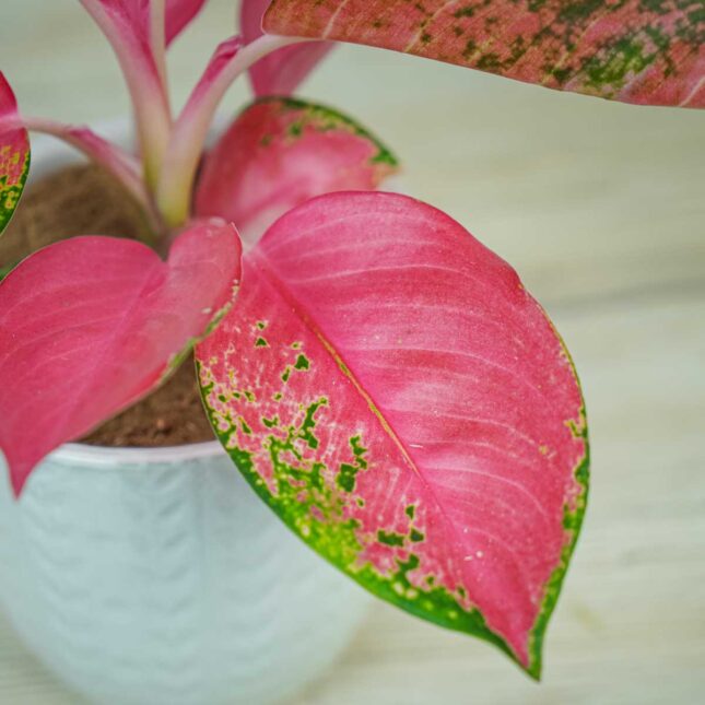 aglaonema-pink-star aglaonema-pink-star