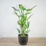 philodendron-hastatum-silver-queen