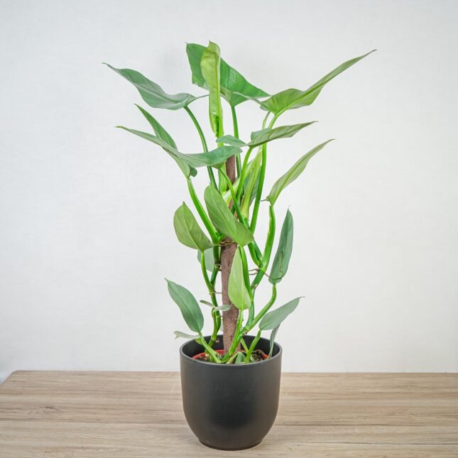 philodendron-hastatum-silver-queen philodendron-hastatum-silver-queen