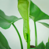 philodendron-hastatum-silver-queen