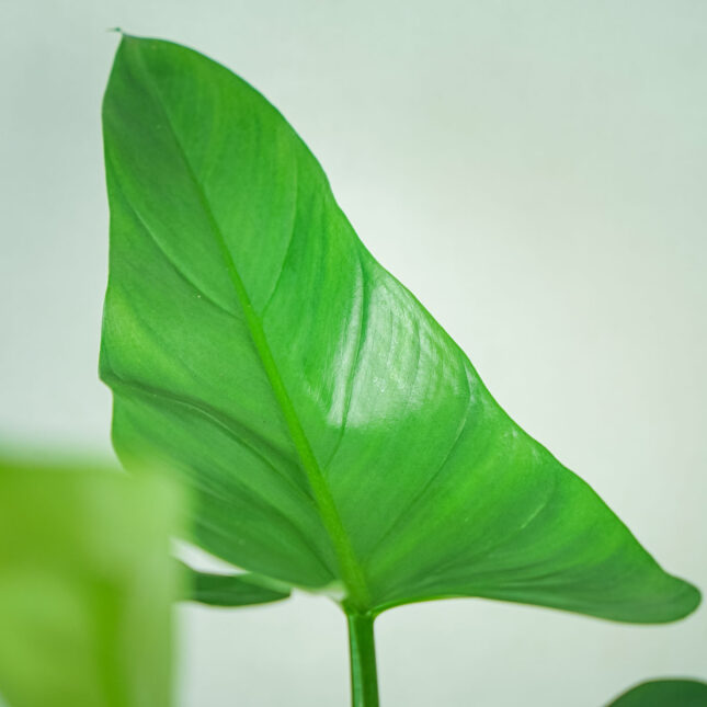 philodendron-hastatum-silver-queen philodendron-hastatum-silver-queen
