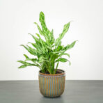aglaonema-miss-juliette