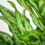 aglaonema-miss-juliette