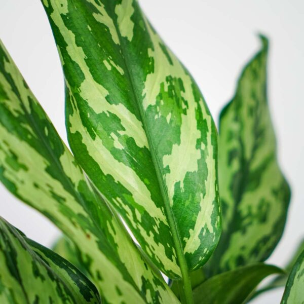 aglaonema-miss-juliette (3) aglaonema-miss-juliette
