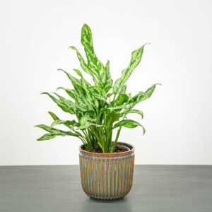 aglaonema-miss-juliette