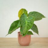 alokazja-wentii-alocasia